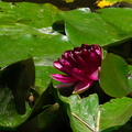 Nymphaea-sp-water-lily-deep-red-flower-Huntington-Bot-Gard-2010-08-04-IMG 6375