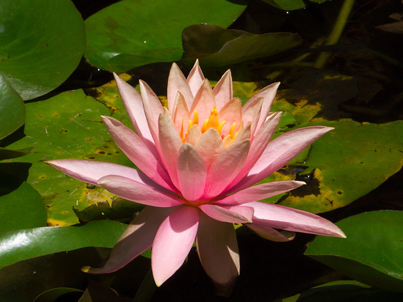 Nymphaea-sp-water-lily-pink-flower-Huntington-Bot-Gard-2010-08-04-IMG_6374.jpg