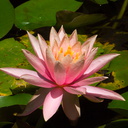 Nymphaea-sp-water-lily-pink-flower-Huntington-Bot-Gard-2010-08-04-IMG 6374