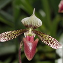 Paphiopedilum-sp-red-slipper-spotted-sepals-Huntington-Gardens-2017-04-01-IMG 4567