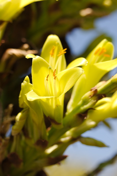 Puya-chilensis-yellow-green-flowers-Huntington-Gardens-2017-04-01-IMG_4591.jpg