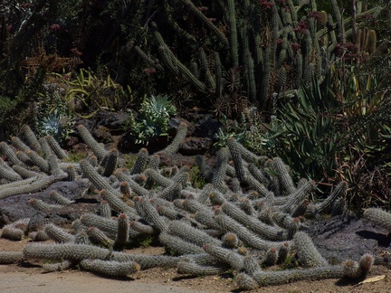 Stenocereus-eruca-creeping-devil-columnar-cactus-Huntington-Gardens-2017-04-01-IMG 8136