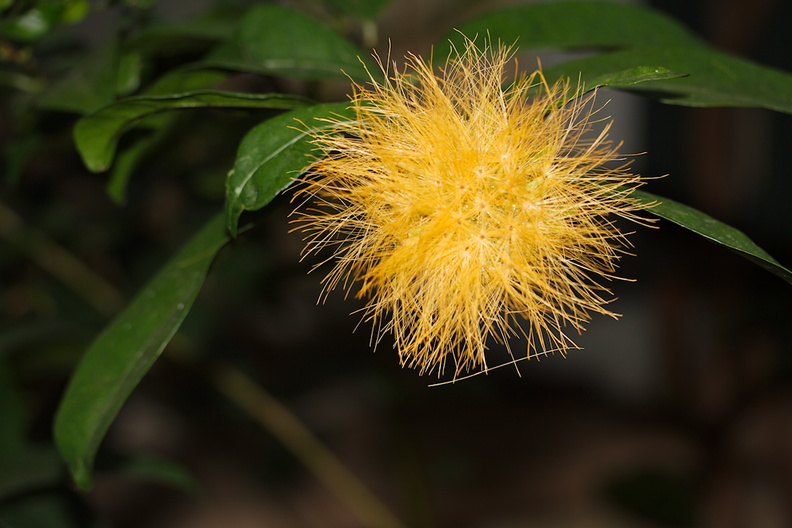 Stifftia-chrysantha-orange-pompom-flower-Huntington-Gardens-2017-04-01-IMG_4550.jpg