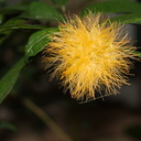Stifftia-chrysantha-orange-pompom-flower-Huntington-Gardens-2017-04-01-IMG 4550