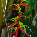 Strelitzia-sp-chartreuse-magenta-inflorescence-Huntington-Bot-Gard-2010-08-04-IMG 6372