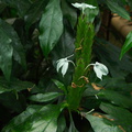 indet-jade-greenish-flowers-Huntington-Bot-Gard-2010-08-04-IMG 6427