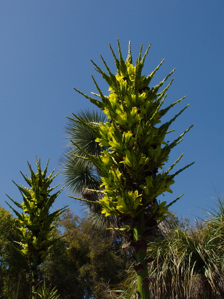 indet-yellowgreen-flowering-yucca-looking-plants-Huntington-Gardens-2017-04-01-IMG 8128