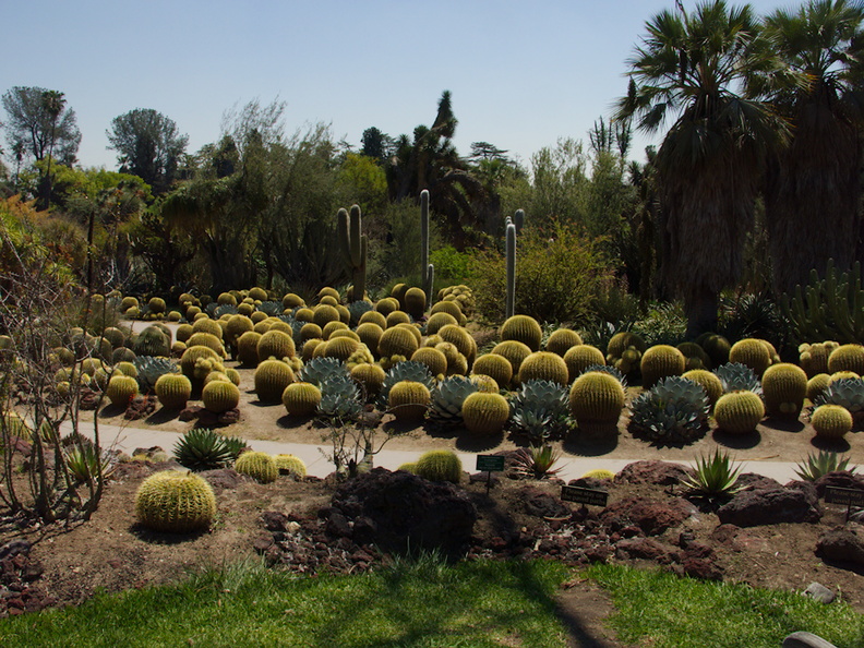 spherical-cactus-garden-Huntington-Gardens-2017-04-01-IMG_8154.jpg