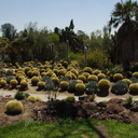 spherical-cactus-garden-Huntington-Gardens-2017-04-01-IMG 8154