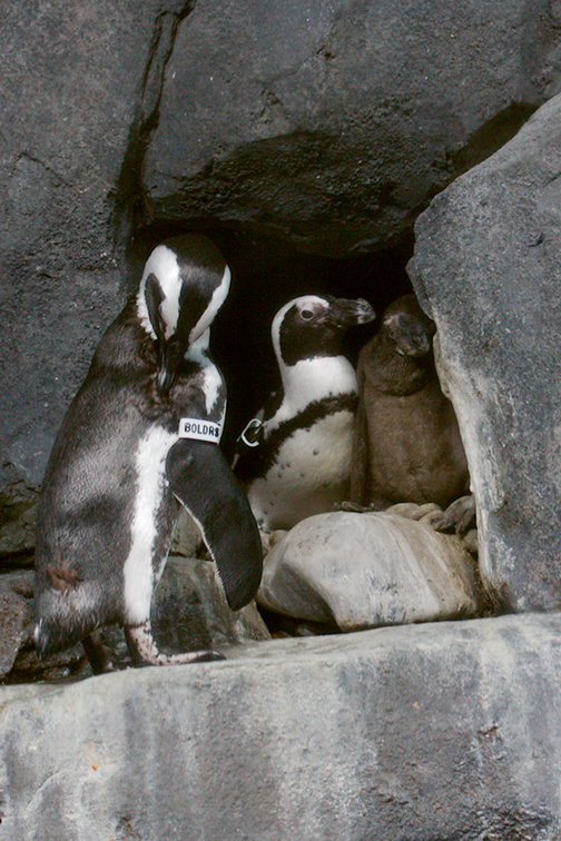 Magellanic-penguins-Monterey-Bay-Aquarium-2015-05-30-IMG 0819