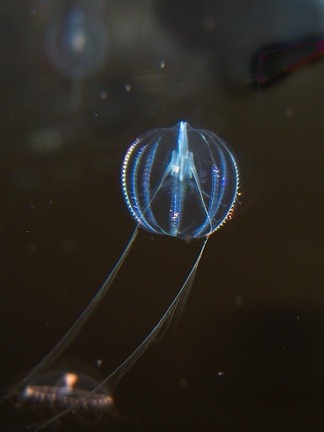 ctenophore-comb-jelly-Monterey-Aquarium-2010-05-20-IMG 5271