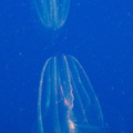 ctenophores-box-jellyfish-Monterey-Bay-Aquarium-2016-12-29-IMG_3597.jpg