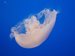 jellyfish-Monterey-Bay-Aquarium-2015-05-30-IMG 0824