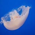 jellyfish-Monterey-Bay-Aquarium-2015-05-30-IMG 0824