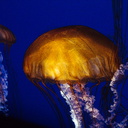 lions-mane-jellyfish-Monterey-Bay-Aquarium-2016-12-29IMG 3602