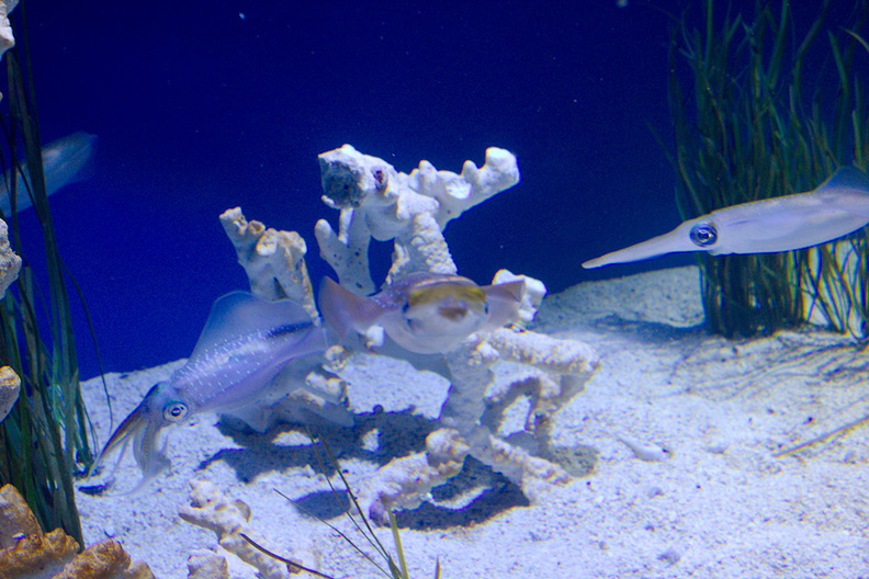 pearlescent-big-fin-reef-squid-Monterey-Bay-Aquarium-2016-12-29-IMG_3605.jpg