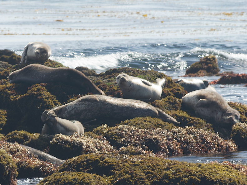 seals-Fishermans-Wharf-Monterey-2010-05-20-IMG_0744.jpg