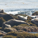 seals-Fishermans-Wharf-Monterey-2010-05-20-IMG 0744