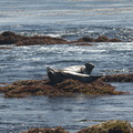 seals-Fishermans-Wharf-Monterey-2010-05-20-IMG 0745