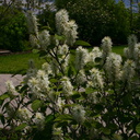 Fothergilla-gardenii-dwarf-forthergilla-Olbrich-2008-05-22-img 7199