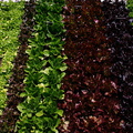 Lactuca-sativa-multicolored-lettuce-beds-Olbrich-2008-05-22-img_7241.jpg