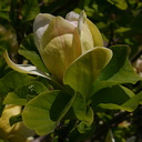 Magnolia-sp-Olbrich-2008-05-22-img 7197