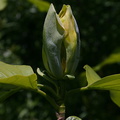 Magnolia-tripetala-umbrella-magnolia-Olbrich-2008-05-22-img 7204
