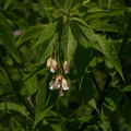 Staphylea-trifolia-bladdernut-Olbrich-2008-05-22-img_7212.jpg