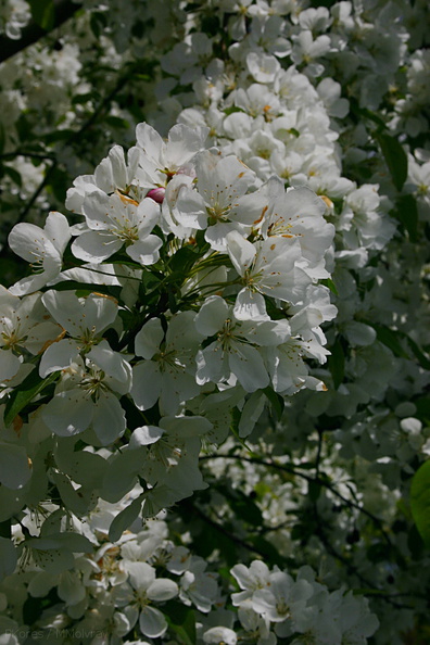 apple-blossoms-Olbrich-2008-05-22-img_7194.jpg