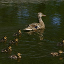 ducklings-Olbrich-2008-05-22-img 7263