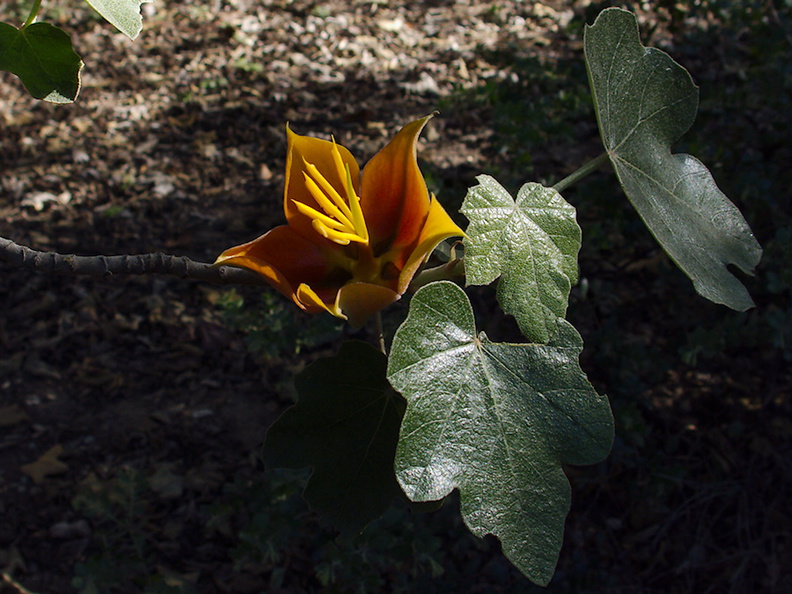 Fremontodendron-californicum-Rancho-Santa-Ana-Bot-Gard-2013-11-09-IMG_3000.jpg