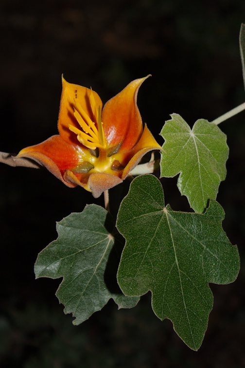 Fremontodendron-californicum-Rancho-Santa-Ana-Bot-Gard-2013-11-09-IMG 9837