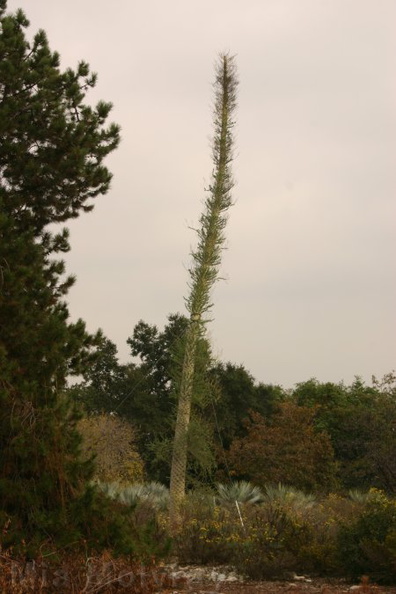 Idria-columnaris-Boojum-tree-1-2005-11-04.jpg