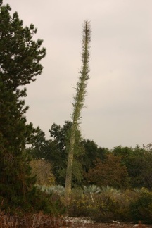 Idria-columnaris-Boojum-tree-1-2005-11-04