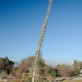 Idria-columnaris-Boojum-tree-Rancho-Santa-Ana-Bot-Gard-2013-11-09-IMG_9883.jpg