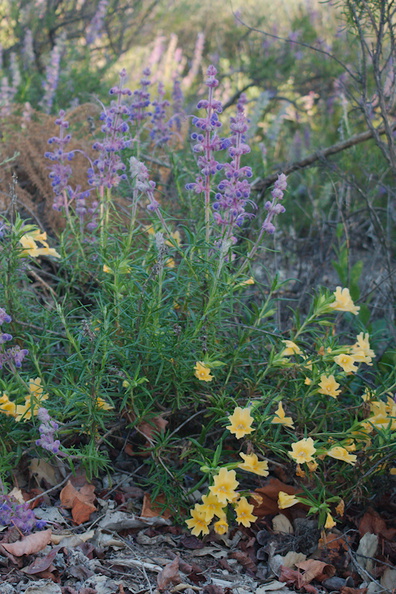 Mimulus-monkeyflower-and-Trichostema-lanatum-woolly-toes-Rancho-Santa-Ana-Bot-Gard-2013-11-09-IMG_9874.jpg