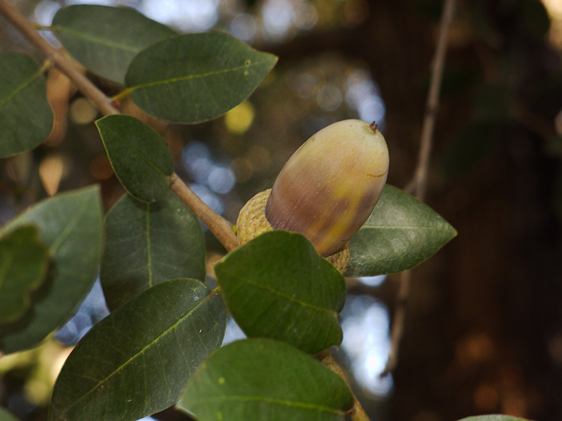 Quercus-chrysolepis-canyon-oak-Rancho-Santa-Ana-Bot-Gard-2013-11-09-IMG_3012.jpg