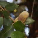 Quercus-chrysolepis-canyon-oak-Rancho-Santa-Ana-Bot-Gard-2013-11-09-IMG 3012