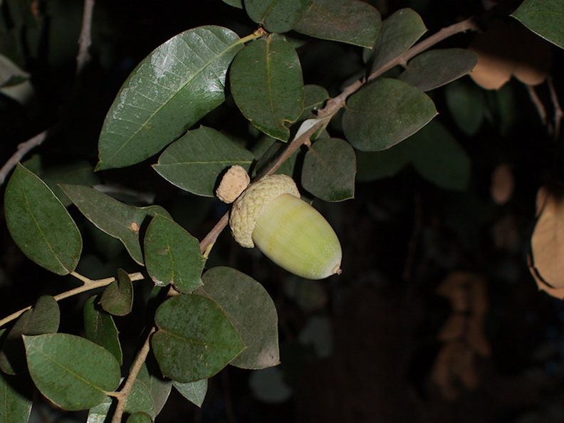 Quercus-chrysolepis-canyon-oak-Rancho-Santa-Ana-Bot-Gard-2013-11-09-IMG_9863.jpg