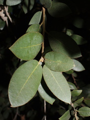 Quercus-chrysolepis-canyon-oak-Rancho-Santa-Ana-Bot-Gard-2013-11-09-IMG 9866