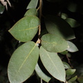 Quercus-chrysolepis-canyon-oak-Rancho-Santa-Ana-Bot-Gard-2013-11-09-IMG 9866