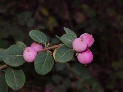 Symphoricarpos-x-doorenbosii-magic-berry-snowberry-Rancho-Santa-Ana-Bot-Gard-2013-11-09-IMG 3006