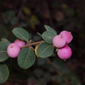 Symphoricarpos-x-doorenbosii-magic-berry-snowberry-Rancho-Santa-Ana-Bot-Gard-2013-11-09-IMG_3006.jpg