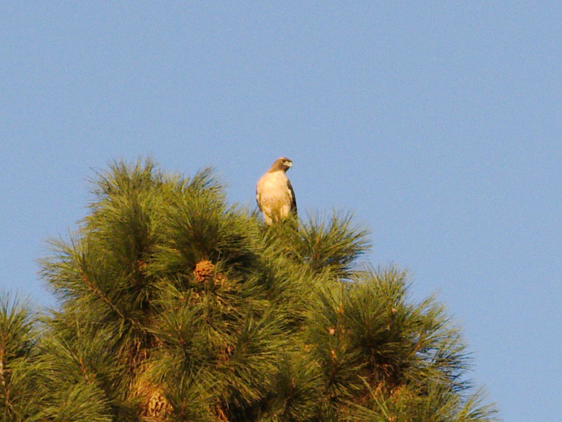 hawk-in-pine-tree-Rancho-Santa-Ana-Bot-Gard-2013-11-09-IMG_3031.jpg