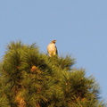 hawk-in-pine-tree-Rancho-Santa-Ana-Bot-Gard-2013-11-09-IMG 3031