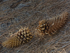 pine-cones-unguiculate-Rancho-Santa-Ana-Bot-Gard-2013-11-09-IMG 3018