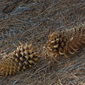 pine-cones-unguiculate-Rancho-Santa-Ana-Bot-Gard-2013-11-09-IMG_3018.jpg