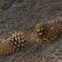 pine-cones-unguiculate-Rancho-Santa-Ana-Bot-Gard-2013-11-09-IMG 3018