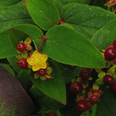 Hypericum-androsaemum-cultivar-2008-08-06-IMG 1143