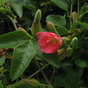 Passiflora-sp-2008-08-06-IMG 1061